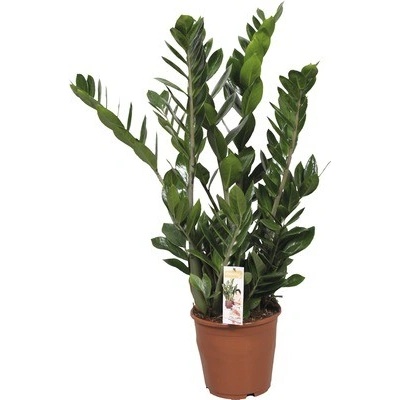 Kulkas zamiolistý FloraSelf Zamioculcas zamiifolia 80-100 cm Ø 21 cm květináč