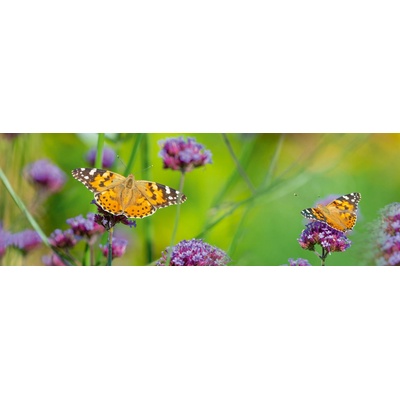 Dimex KI180-113 Fototapeta do kuchyně Butterflies rozměry 180 x 60 cm