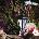 Garden of Eden 11236B