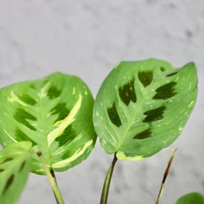 Maranta Cintho variegata baby