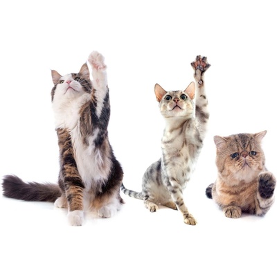 DIMEX ART Флизелинов фототапет котки в училище 375 x 250 см