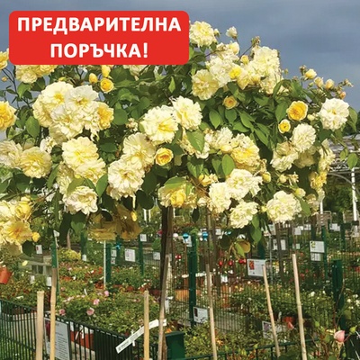 David Austin® Щамбова Роза Malvern Hills (Auscanary) - David Austin®