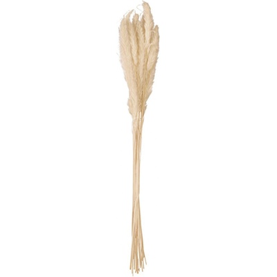 Pampas tráva, přírodní sušený svazek klasů, 75cm
