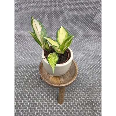 Hoya Carnosa Tricolor mini – Zbozi.Blesk.cz