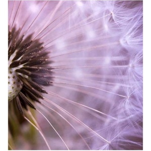 DIMEX ART Флизелинов фототапет глухарче 225 x 250 см