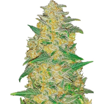 Fastbuds Original AK Auto semienka neobsahujú THC 100 ks