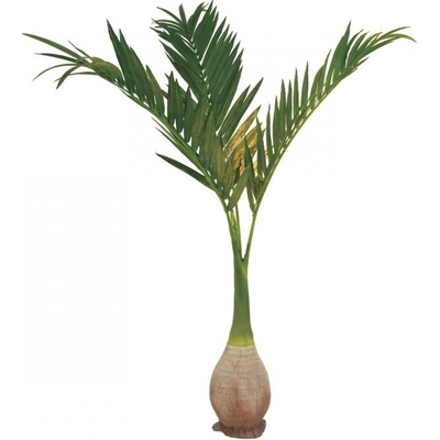 Palma Phoenix, 240cm