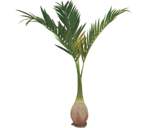 Palma Phoenix, 240cm