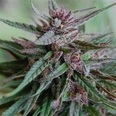 KC Brains Seeds Bahia Black Head regular semienka neobsahujú THC 5 ks