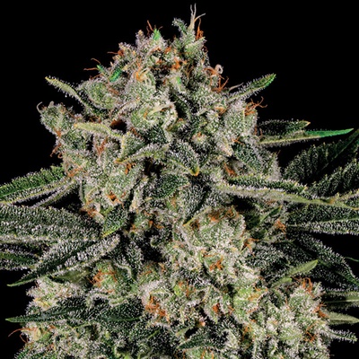Anesia Seeds Banana MAC semienka neobsahujú THC 3 ks