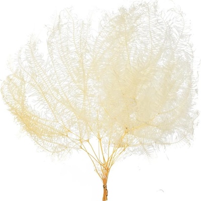 CORAL UMBRELLA sušená /zv