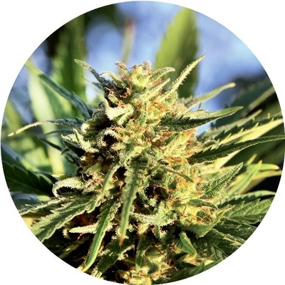 Top Tao Seeds Super Auto Tao regular semienka neobsahujú THC 10 ks