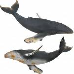 CollectA Humpback Whale Figure (004-88347)