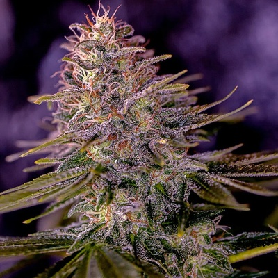 Positronics American Purple semena neobsahují THC 3 ks