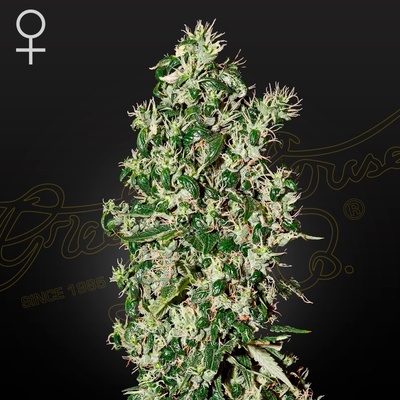 GREEN HOUSE SEEDS Big Tooth semena neobsahují THC 5 ks