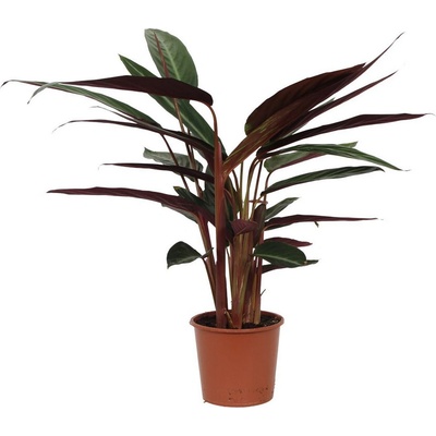 Stromanthe sanguinea Stripestar 17x65 cm