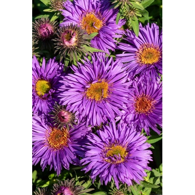 Aster novi-angliae PURPLE DOME - hvězdnice, astra