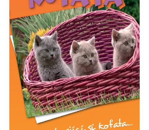 Koťata DVD