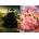 Trefl - Puzzle Wicked: Elphaba & Glinda - 1 000 piese