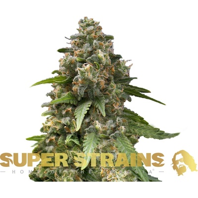 Super Strains Enemy of the State semienka neobsahujú THC 10 ks
