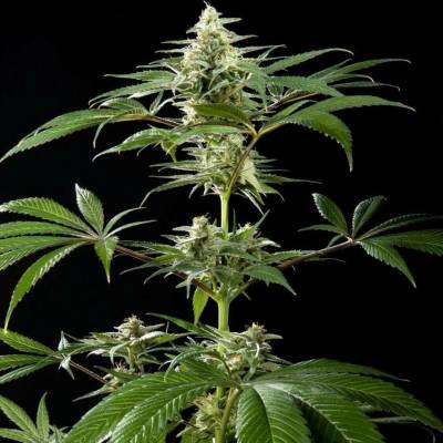 Philosopher Seeds CBD Rich Candy semena neobsahují THC 25 ks