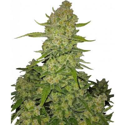 420 Fast Buds Papaya Cookies AUTO semena neobsahují THC 1 ks – Hledejceny.cz