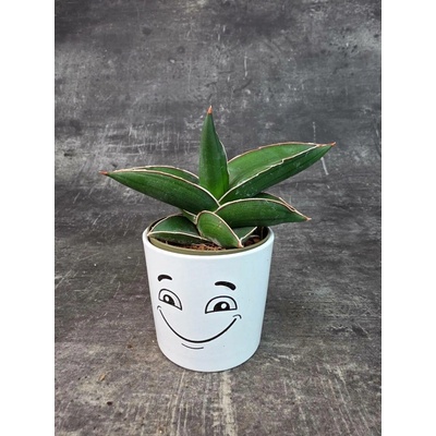 Sansevieria Ehrenbergii Samurai 9 cm (Tchýnin jazyk ve tvaru hvězdy)