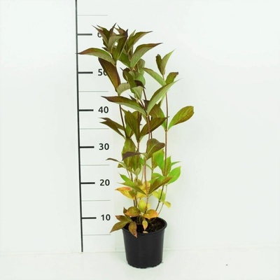 Weigela 'Bristol Ruby' Prodejní velikost: 015/030, Velikost hrnku: 1 l