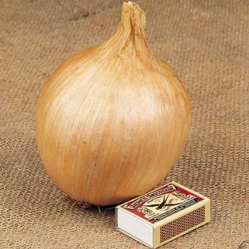 Семена на Кромид Лук сорт Аилса Крейг гигант (Allium cepa) - 200 бр. (1 гр. ) (305100)