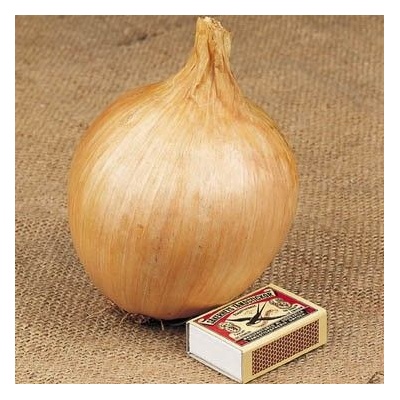 Семена на Кромид Лук сорт Аилса Крейг гигант (Allium cepa) - 200 бр. (1 гр. ) (305100)