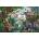 Ravensburger - Puzzle Tropical Dragons - 4 000 piese
