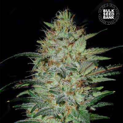 Bulk Seed Bank Sensible Star semena neobsahují THC 10 ks