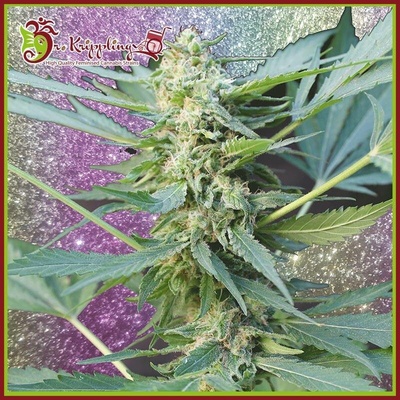 Dr. Krippling Seeds Mango Chutney AUTO semena neobsahují THC 10 ks
