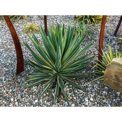 Juka nádherná Variegata, kvetináč 2 l