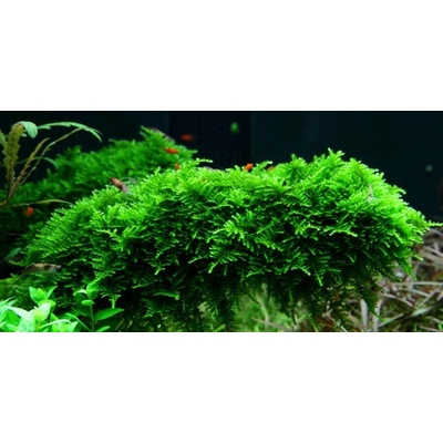 Vesicularia dubyana mini Christmas 7 cm – Hledejceny.cz