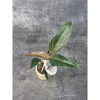 Philodendron Pink Birkini mini (Raritní philodendron s růžovým zbarvením)