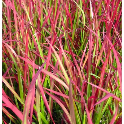 Imperata cylindrica 'Red Baron' – košík 9x9 cm – Sleviste.cz