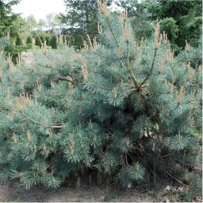 Pinus sylvestris 'Repens' C13L