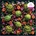 Galison - Puzzle Artichoke Floral - 500 piese