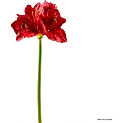 Florissima! Amaryllis červená 66cm