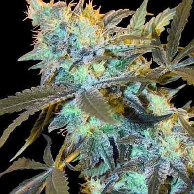 Spliff Seeds White Widow semienka neobsahujú THC 3 ks