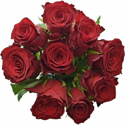 Kytice 9 rudých růží RHODOS 50cm