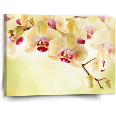 Sablio Obraz Orchidej 2 - 150x110 cm