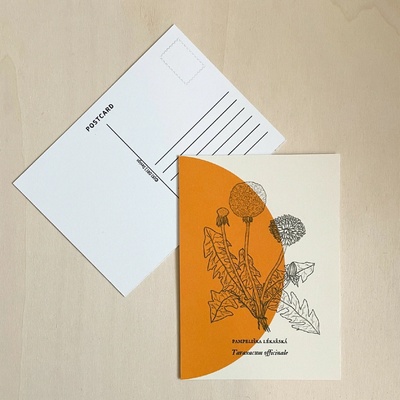 Herbarium – pohlednice Motiv: Pampeliška lékařská