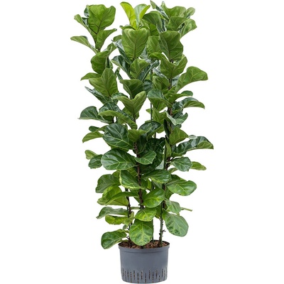 Ficus lyrata bambino 28/19 v.130 cm