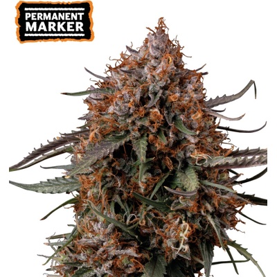 Seedstockers Superior Permanent Marker semienka neobsahujú THC 3 ks