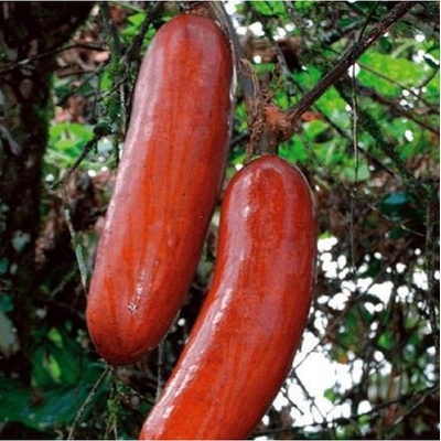 Muškátová uhorka - Sicana odorifera - semená uhorky - 6 ks