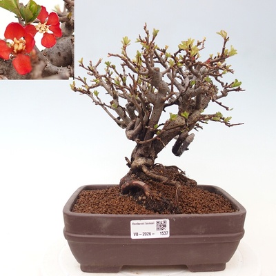 e-bonsai Venkovní bonsai - Chaneomeles speciosa - Kdoulovec ozdobný