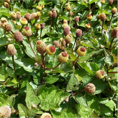 Acmella oleracea - Spilanthes oleracea - semená acmelly - 80 ks