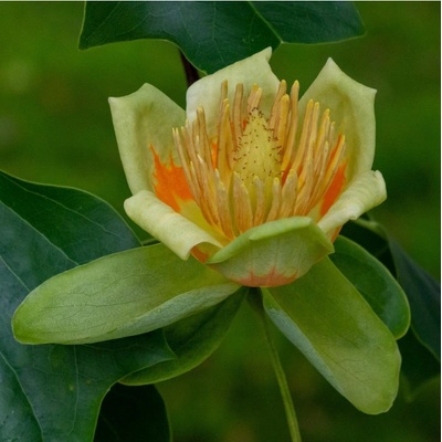 Liliovník tulipánokvětý - Liriodendron tulipifera - semena - 10 ks